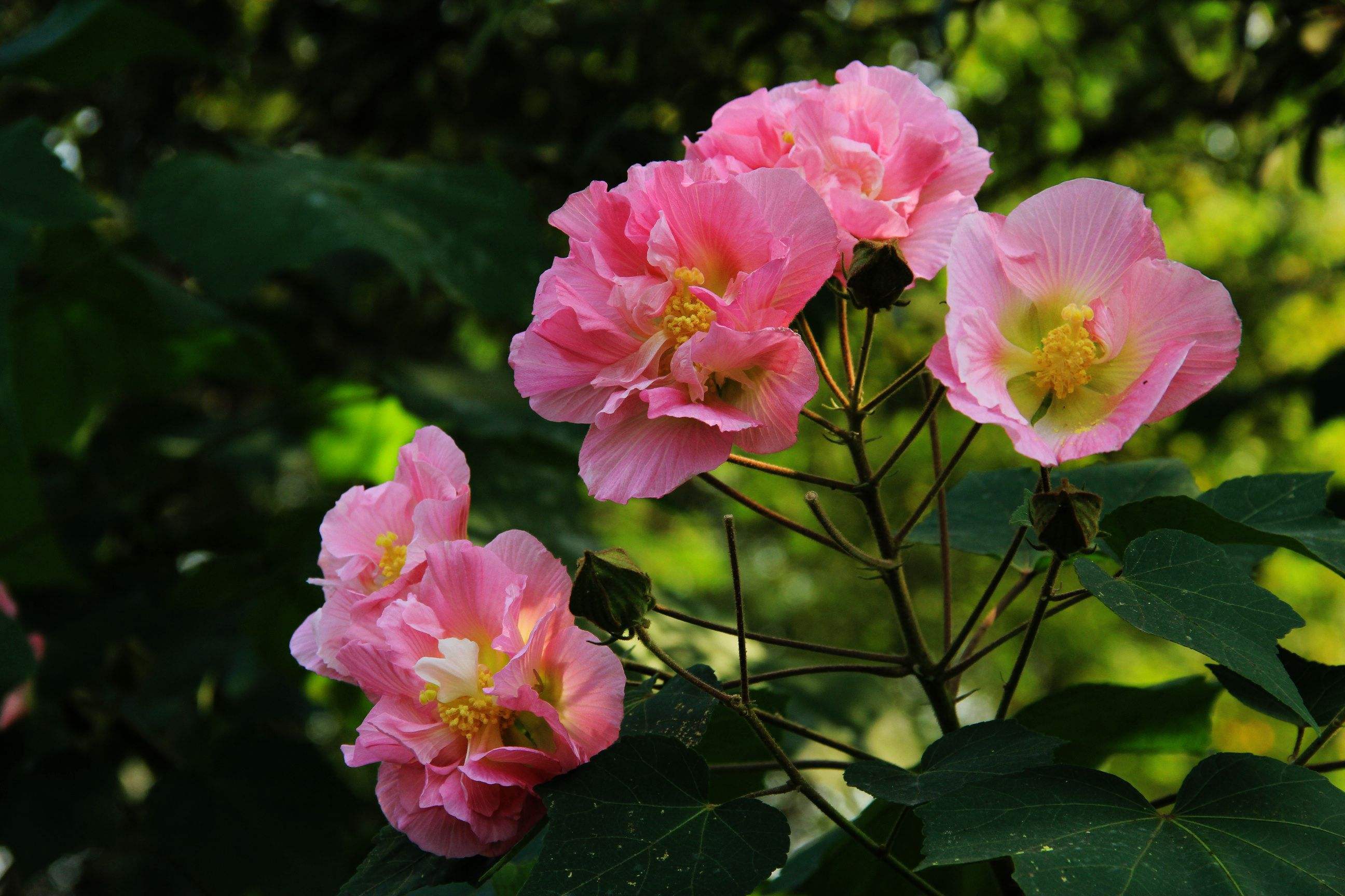 芙蓉花是一年生還是多年生植物?