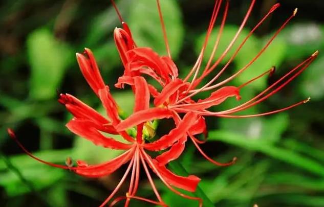 <b>從生長習性看彼岸花：為何被誤認為一年生？</b>