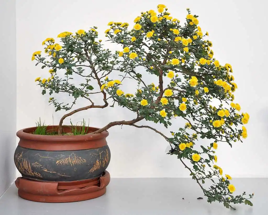 菊花盆景創意無限,造型方法與養護技巧分享