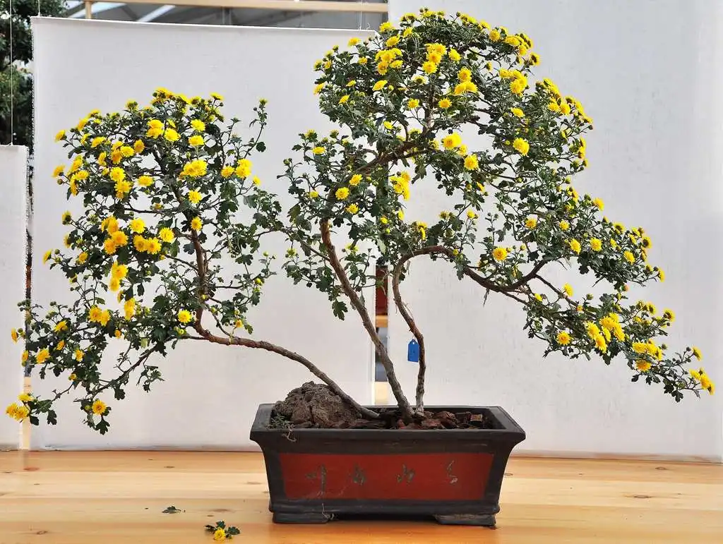 菊花盆景創意無限,造型方法與養護技巧分享