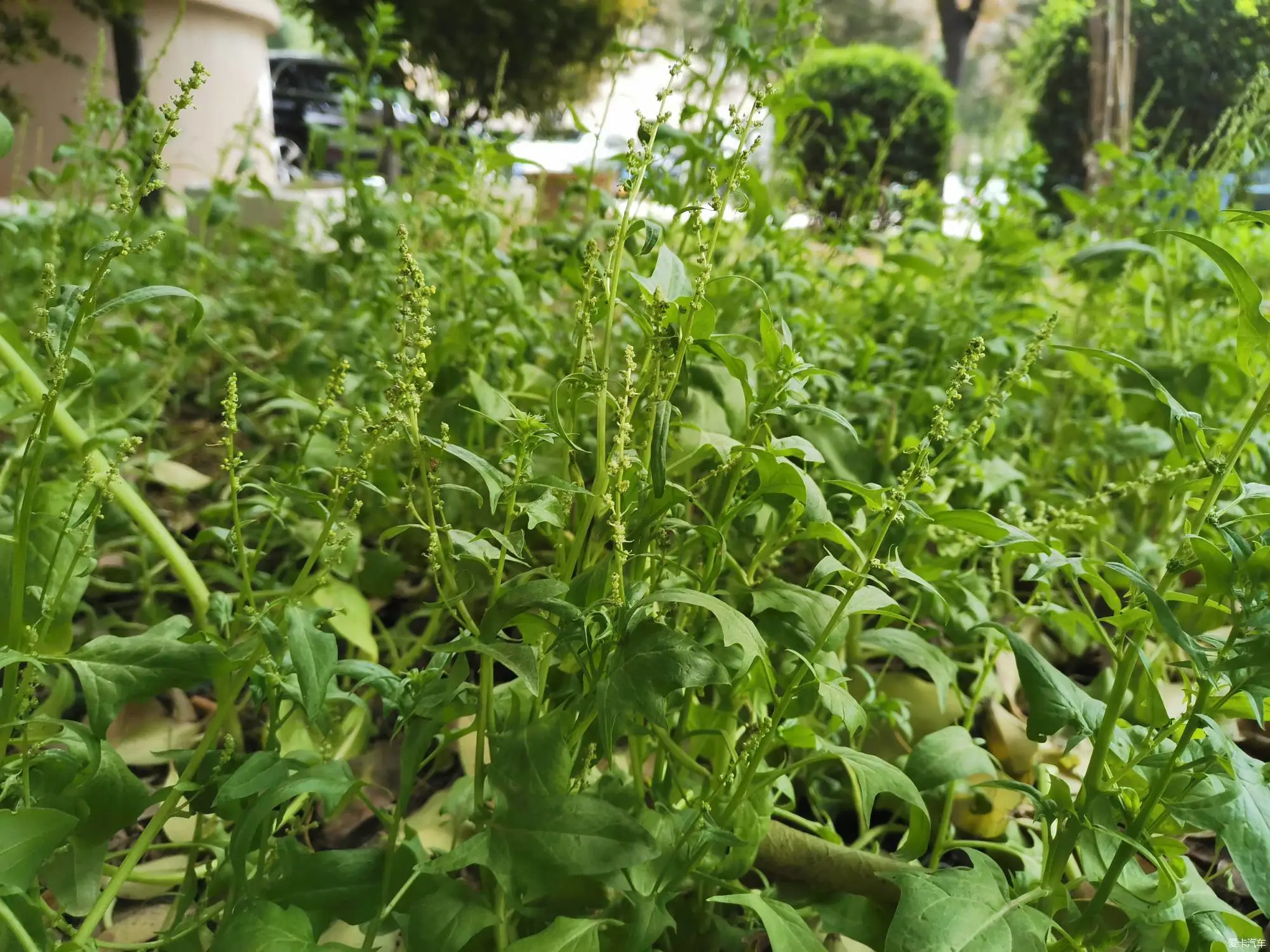 菠菜也開花?從綠葉到繁花的生命奇跡