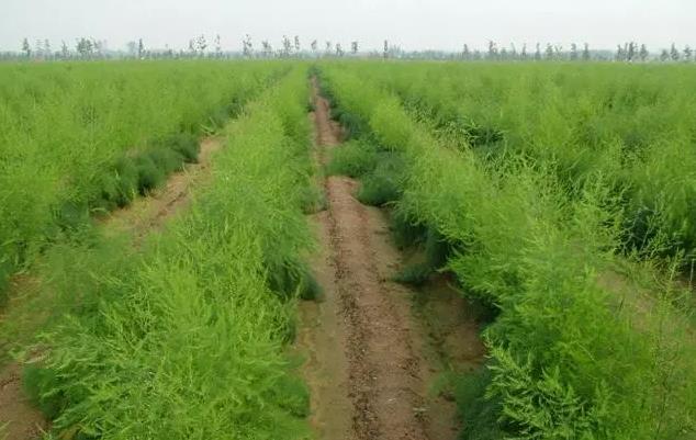 <b>蘆筍經濟新篇章：高產高效，引領農業種植財富風尚</b>