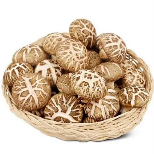 不輸金針菇的美味!八種與金針菇相似的蘑菇品種