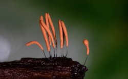 微觀菌種世界：不起眼的銹發(fā)網(wǎng)菌形態(tài)與藥獨特價值