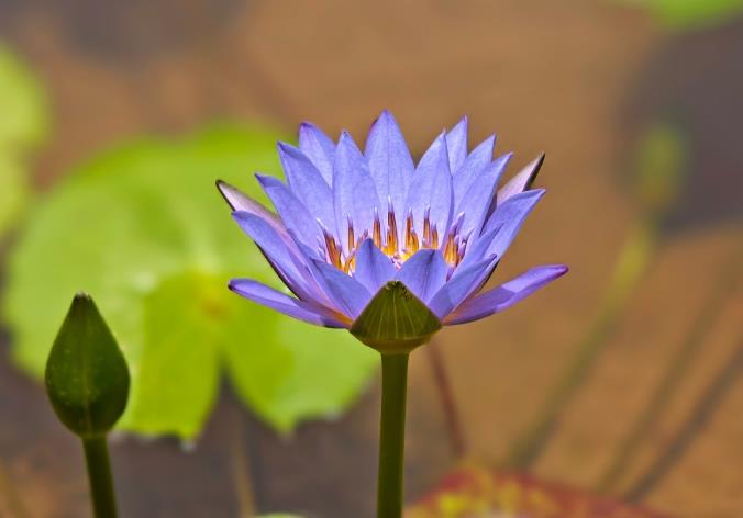 藍蓮花花語:凈土之花與生命重生的啟示
