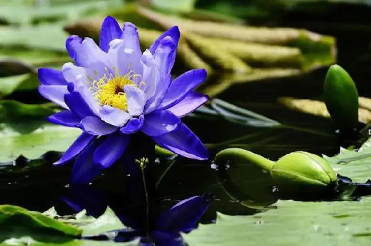 藍蓮花花語:凈土之花與生命重生的啟示