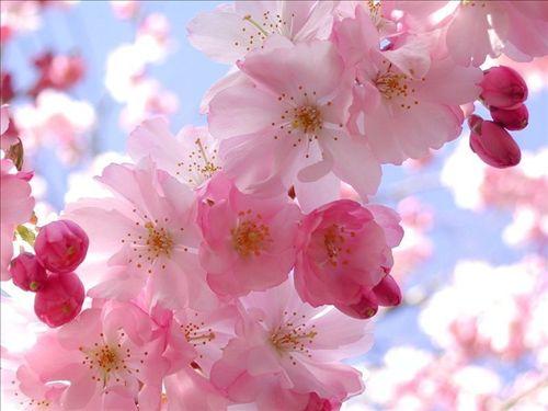 春日花語:櫻花與桃花的風情你偏愛哪一種?