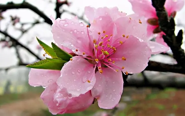 春日花語:櫻花與桃花的風情你偏愛哪一種?