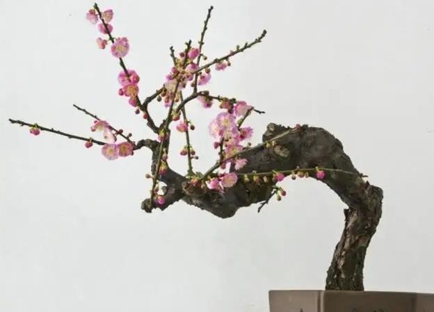 傲骨寒梅家中養，梅花盆栽養殖指南與創意養護