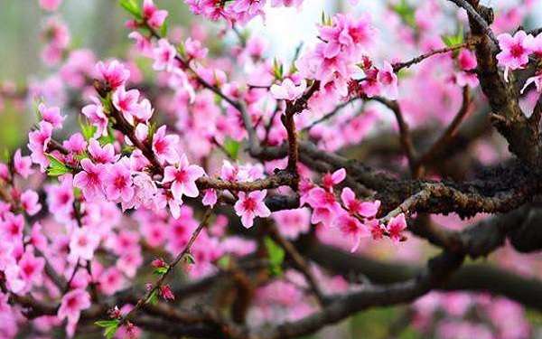 春日花語:櫻花與桃花的風情你偏愛哪一種?
