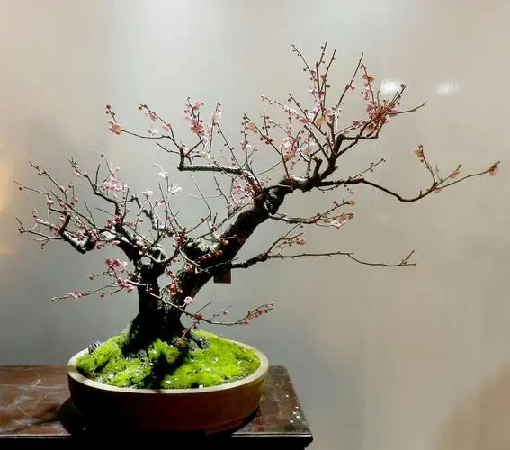傲骨寒梅家中養,梅花盆栽養殖指南與創意養護
