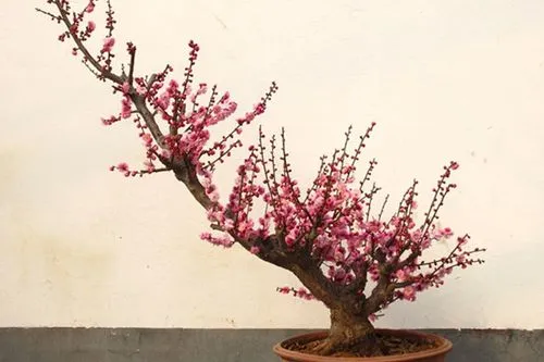 傲骨寒梅家中養,梅花盆栽養殖指南與創意養護