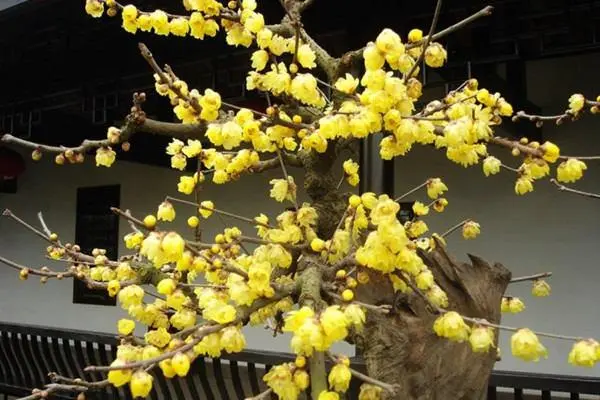 傲骨寒梅家中養,梅花盆栽養殖指南與創意養護