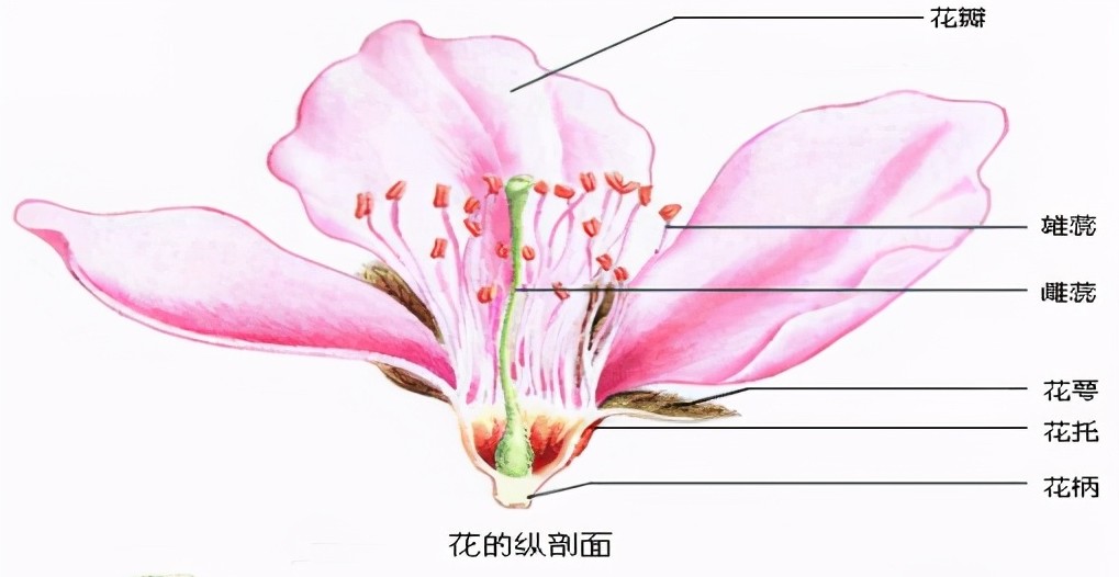 桃花知識百科:桃花怎么分辨雌蕊和雄蕊