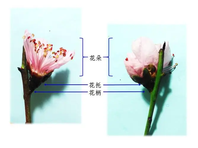 桃花知識百科:桃花怎么分辨雌蕊和雄蕊