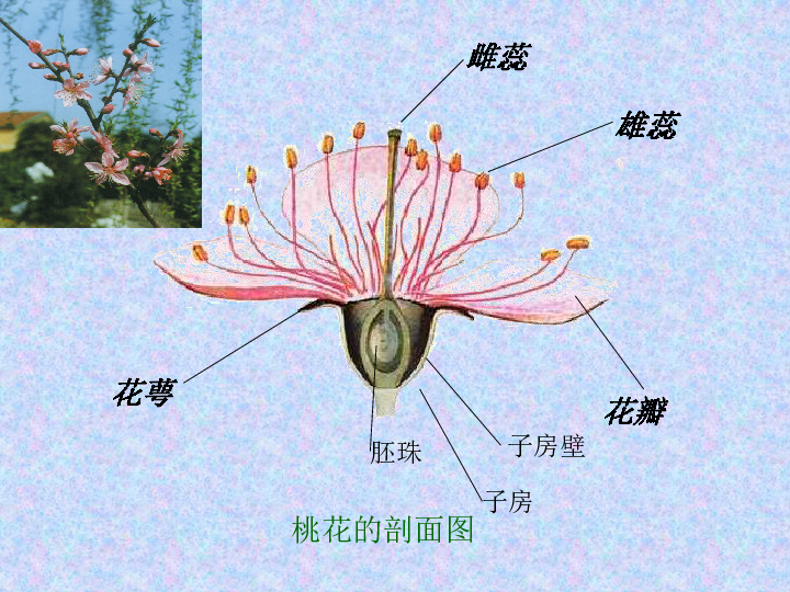 桃花知識百科:桃花怎么分辨雌蕊和雄蕊