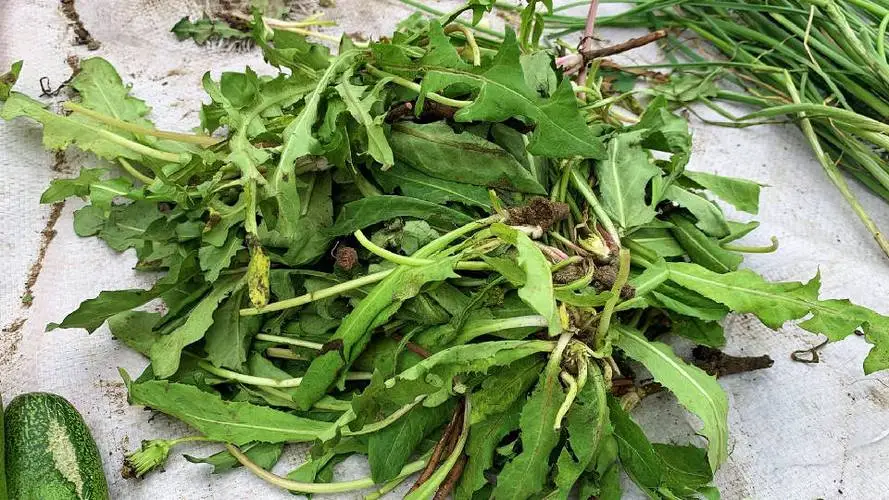 蒲公英不只是野花,更是營養豐富的美味野菜