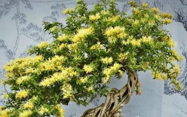 一枝獨秀迎春來：迎春花如何培養(yǎng)成老樁盆景藝術(shù)