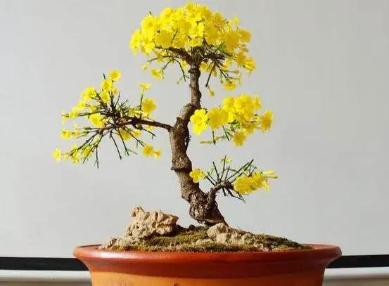 一枝獨秀迎春來:迎春花如何培養成老樁盆景藝術