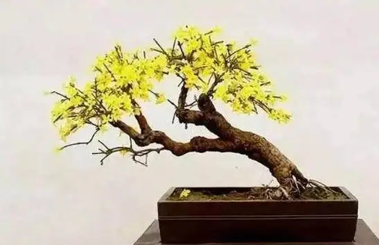 一枝獨秀迎春來:迎春花如何培養成老樁盆景藝術