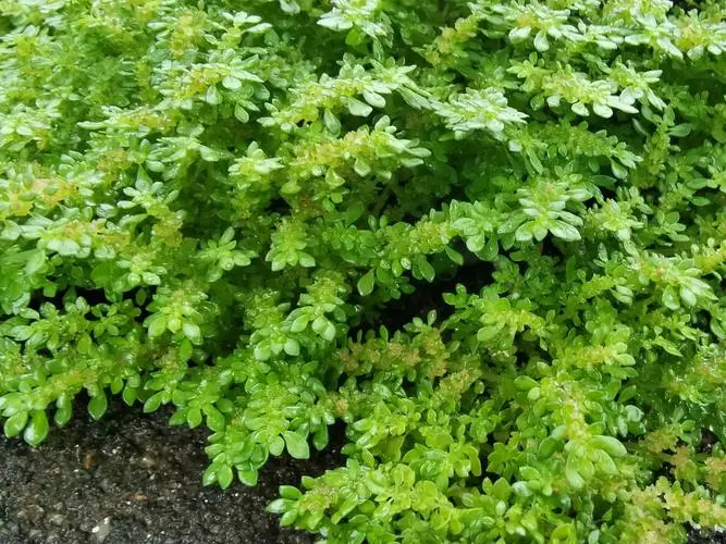 小葉冷水花:容易栽培且功效多樣的藥用觀賞植物