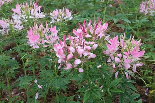醉蝶花花語:送上一束醉蝶花,贊美神秘與勇氣