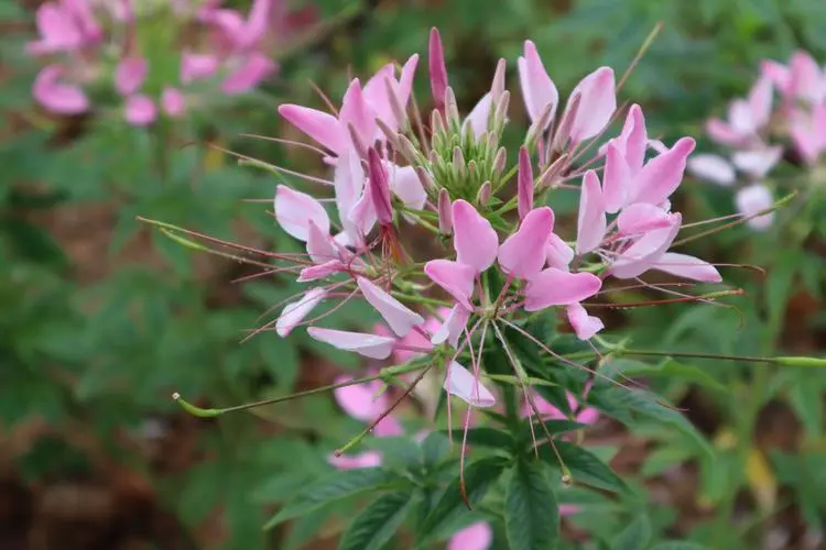 醉蝶花花語:送上一束醉蝶花,贊美神秘與勇氣