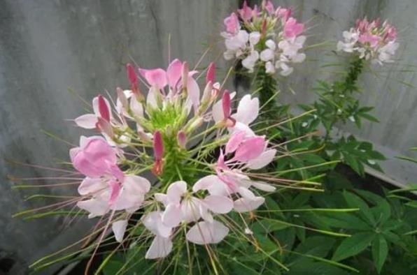 醉蝶花室內養(yǎng)殖攻略，讓美麗綻放家中