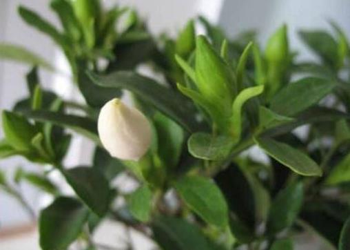 揭秘梔子花只長(zhǎng)花苞不開(kāi)花的四大元兇