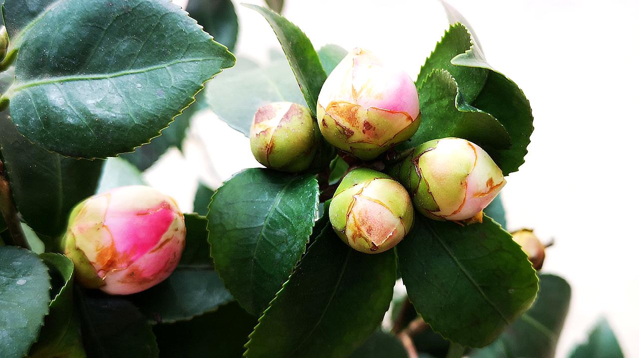 茶花花苞多久才開花?加速茶花綻放的技巧
