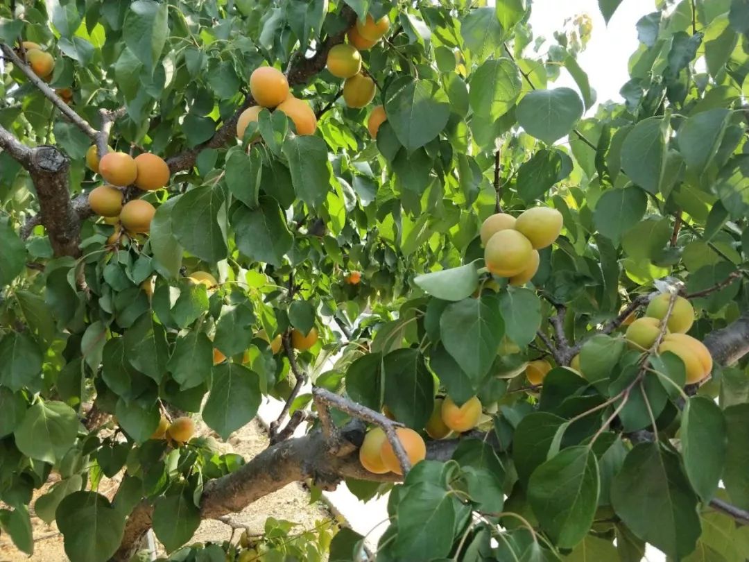 專家分享杏子成熟前長(zhǎng)黑斑點(diǎn)的原因和應(yīng)對(duì)解決方法