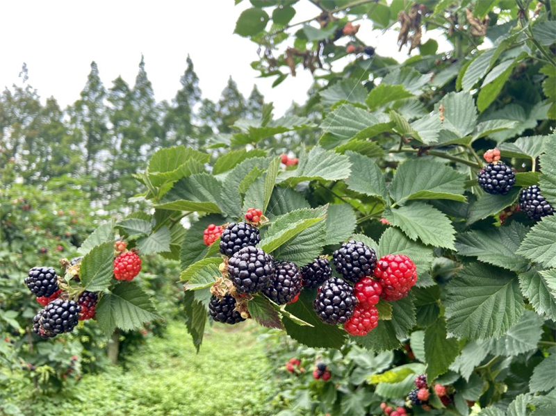 黑莓樹長什么樣？高清美圖+詳細解析帶你認識它