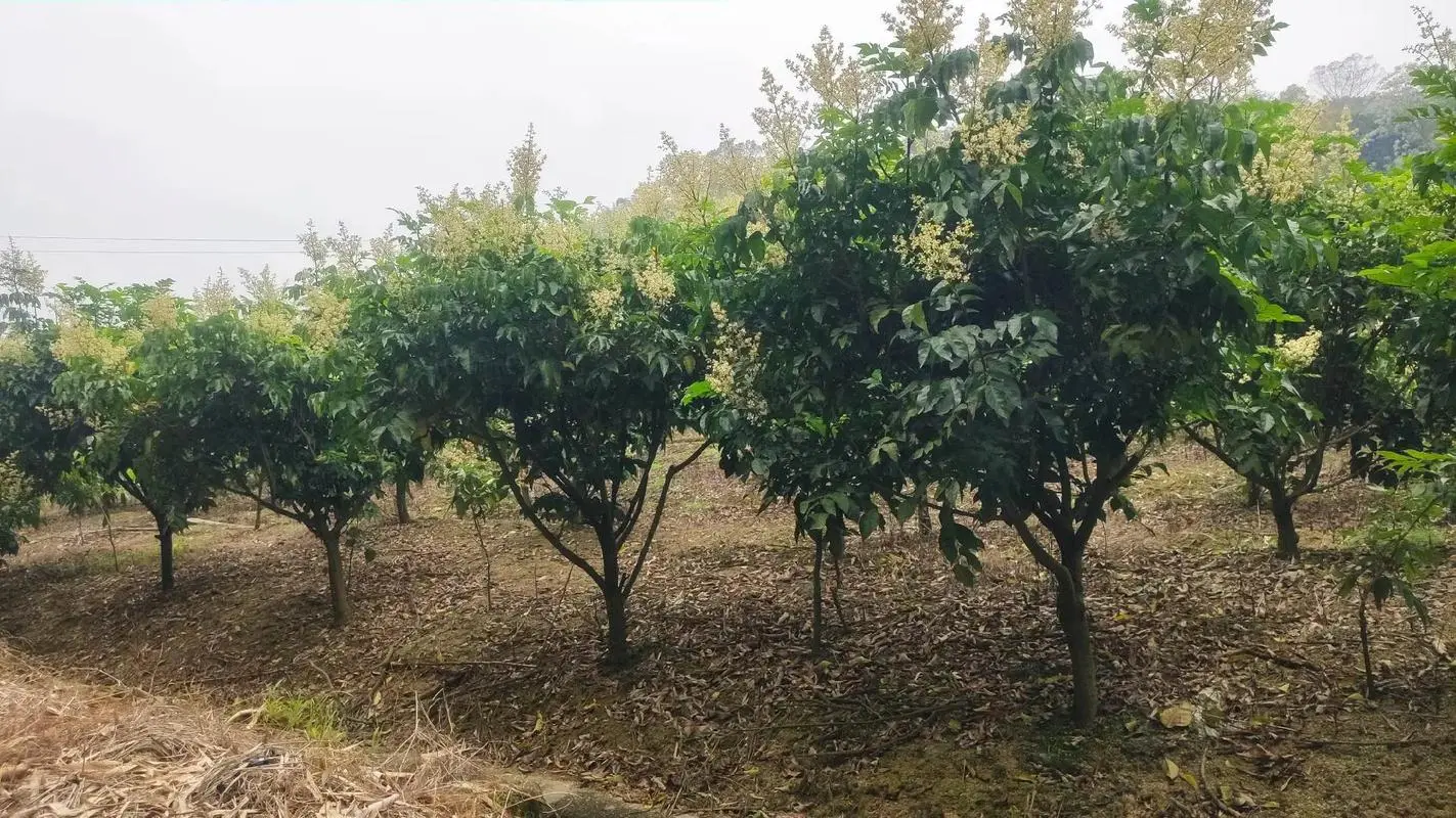 黃皮果樹種植幾年掛果?