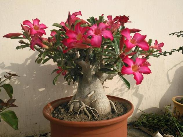 室內養(yǎng)花不再難！10種超省心花卉品種盤點