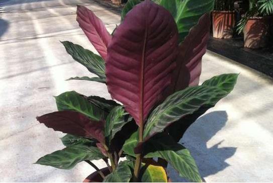 紫背竹芋：優(yōu)雅與好運并存的室內綠植養(yǎng)護指南