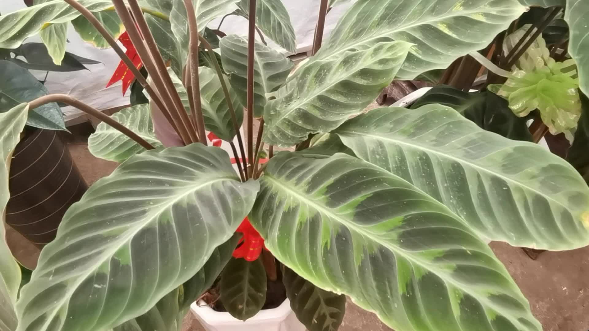 紫背竹芋:優(yōu)雅與好運并存的室內(nèi)綠植養(yǎng)護指南