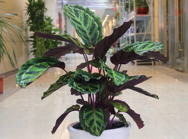 紫背竹芋:優(yōu)雅與好運并存的室內(nèi)綠植養(yǎng)護指南