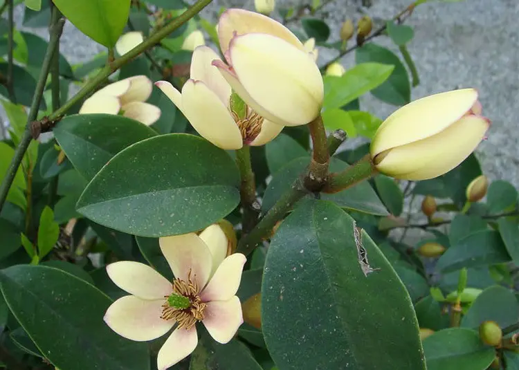 含笑花是什么植物,含笑花開微笑醉人間