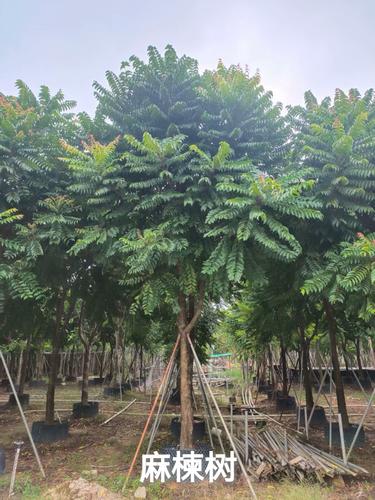 麻楝樹:生態(tài)與文化交織的綠色傳奇