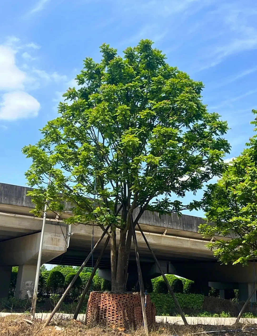 麻楝樹:生態(tài)與文化交織的綠色傳奇