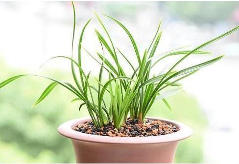 蘭花夏天生長快嗎？蘭花綻放養護寶典