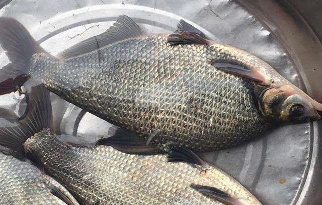 科技賦能鳊魚養殖，打造綠色高效人工養殖模式