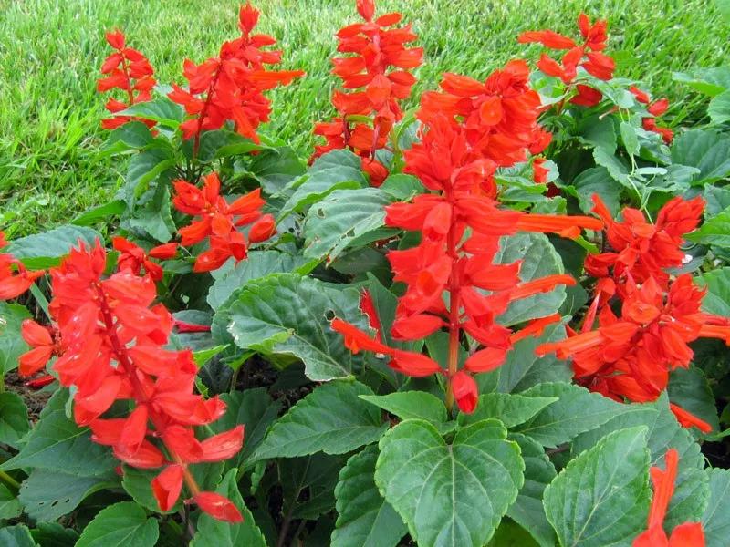 別讓一串紅“失色”,揭秘一串紅不開花原因