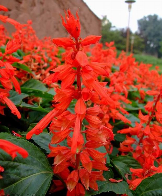 別讓一串紅“失色”,揭秘一串紅不開花原因
