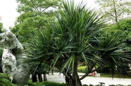 矮龍血樹好養(yǎng)又美觀，室內綠化新寵兒養(yǎng)護指南
