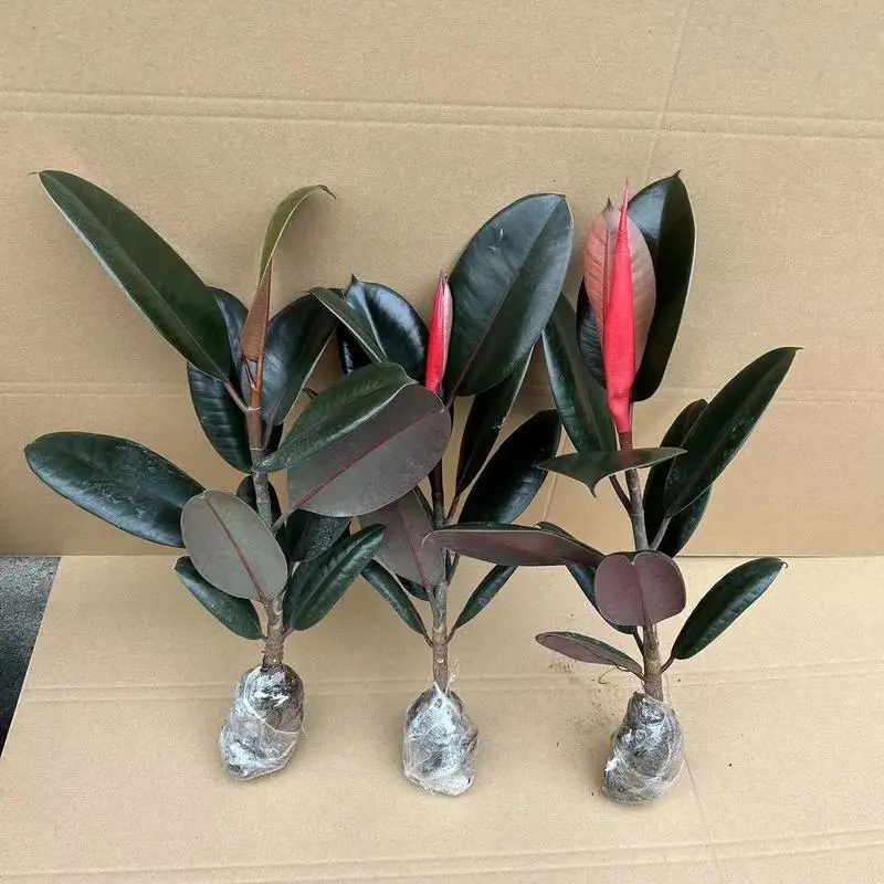 橡皮樹:甲醛的克星,空氣凈化的綠色綠植