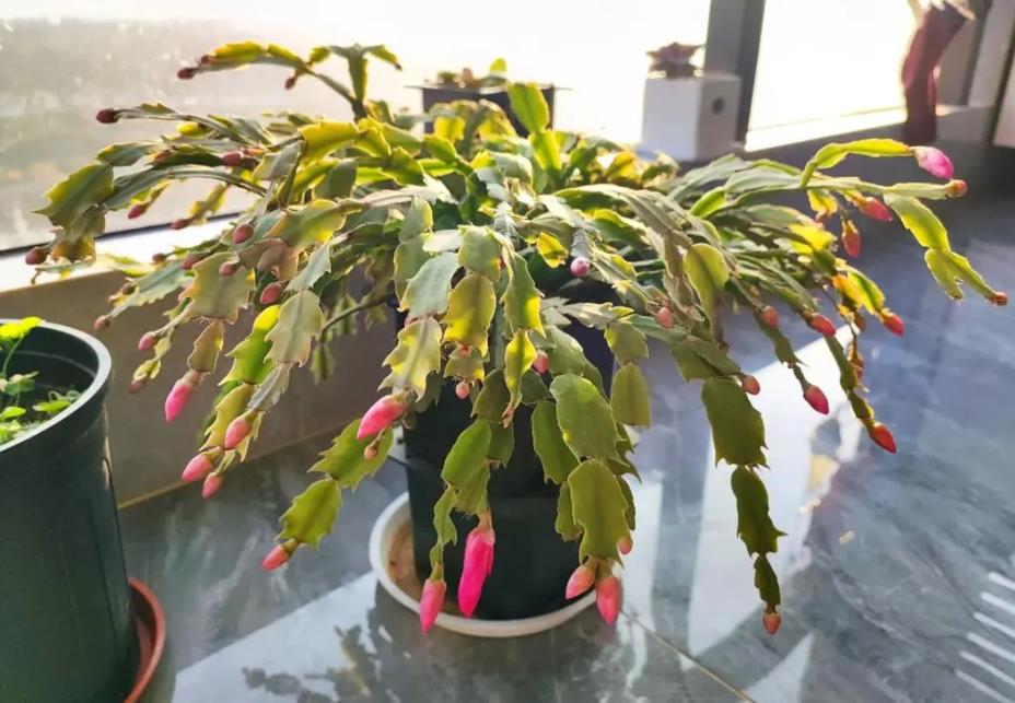冬日花仙子蟹爪蘭:如何掌控開花溫度條件?