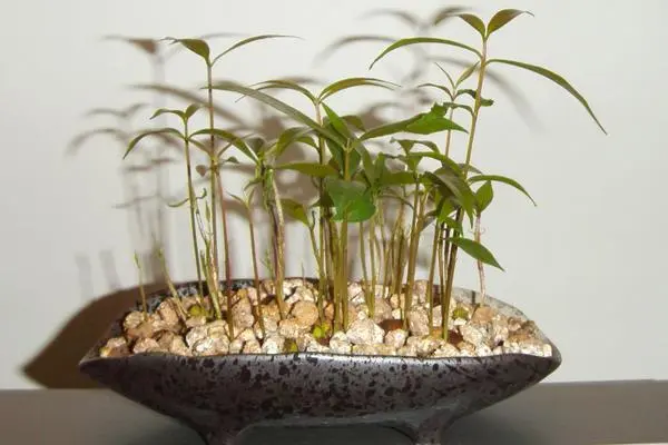 盆栽桂圓樹攻略:讓甜蜜與希望在家中生根發(fā)芽