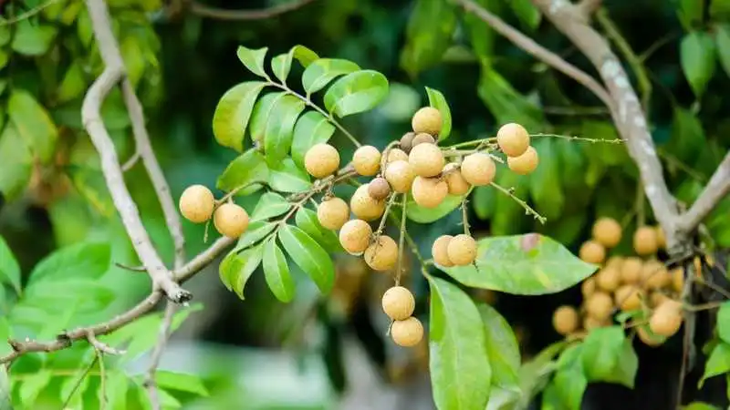盆栽桂圓樹攻略:讓甜蜜與希望在家中生根發(fā)芽
