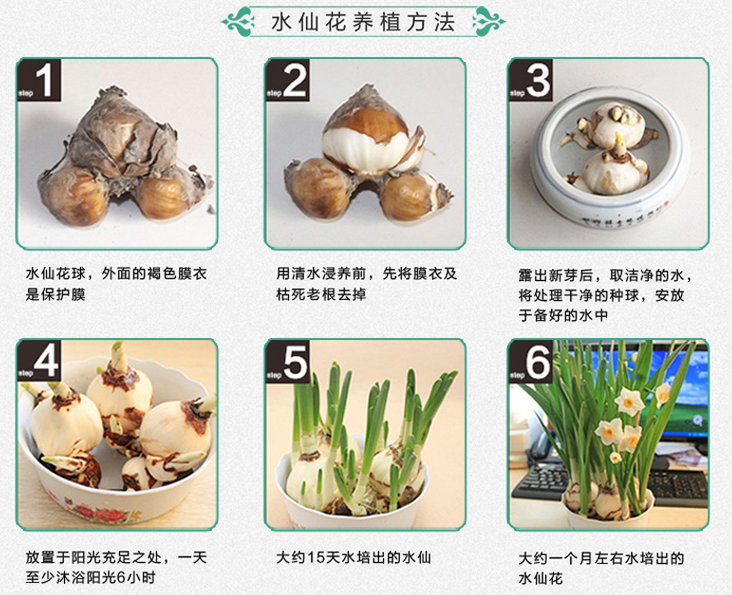 水仙花養護視頻:水仙花發芽后怎樣養護和管理